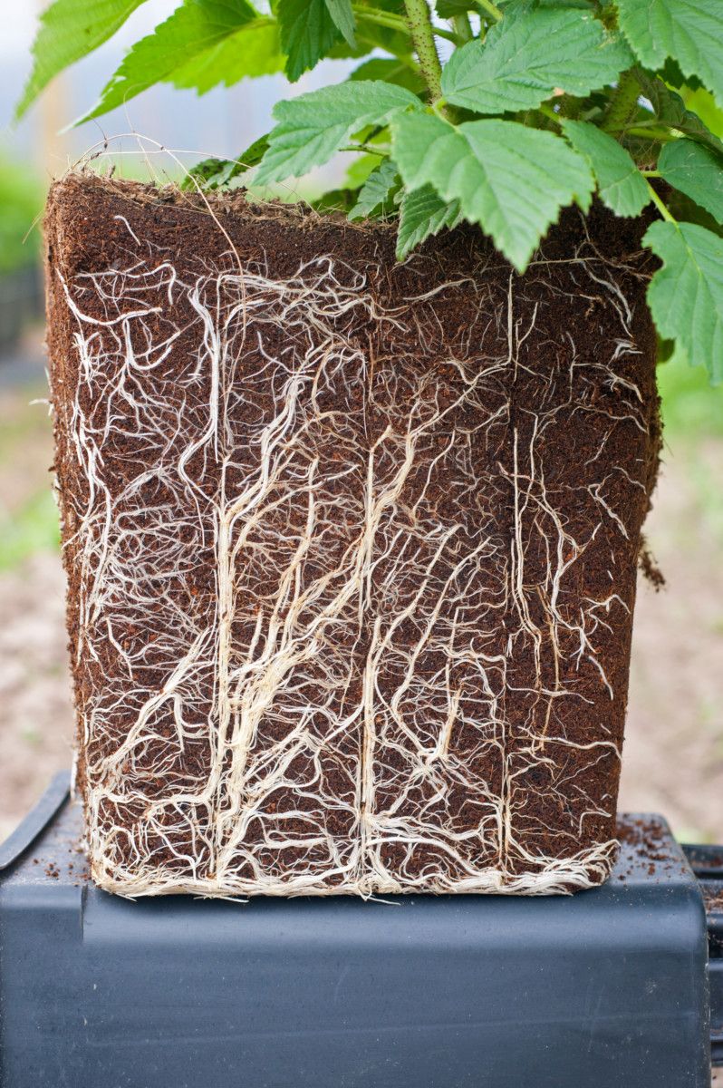 Healthy roots supported by coconut coir